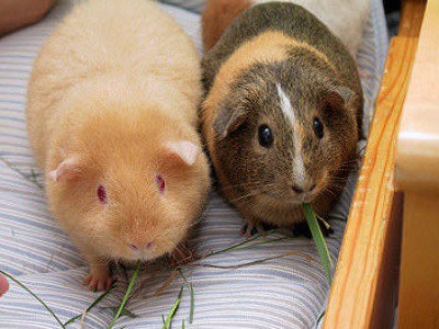 Guinea Pigs - Adelaide