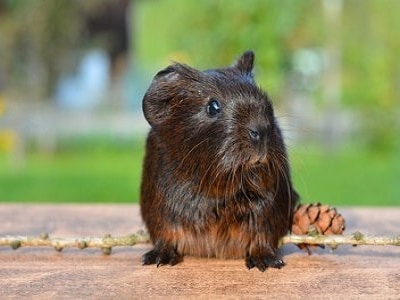 Guinea Pigs - Brisbane