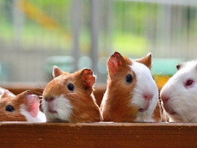 Guinea Pigs - Melbourne