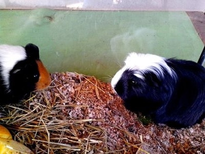 Guinea Pigs Perth