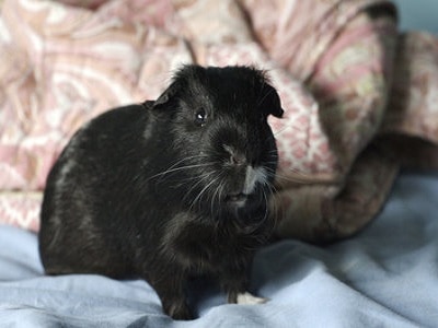 Guinea Pigs Sydney