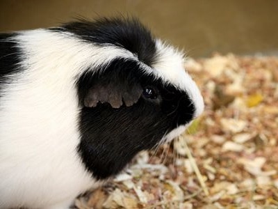 Guinea Pigs - Sydney