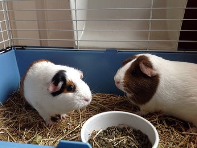 Guinea Pigs in Cages