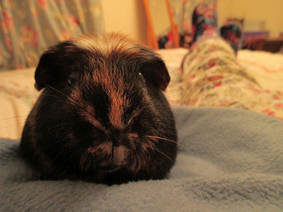 Guinea Pigs