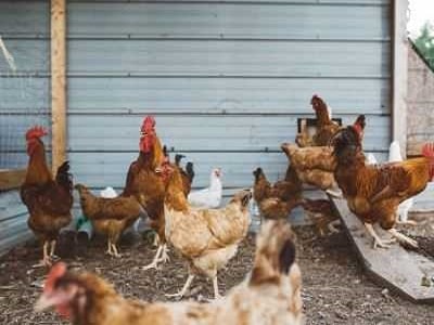 Hen Houses in Brisbane