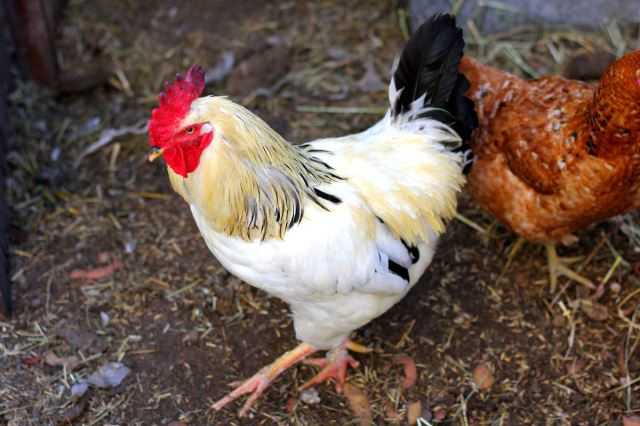 Hens In Backyard