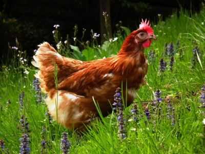 Hens In Garden