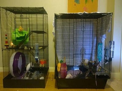 Housing your Pet Rats