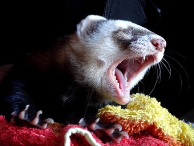 Keeping Ferrets in Brisbane