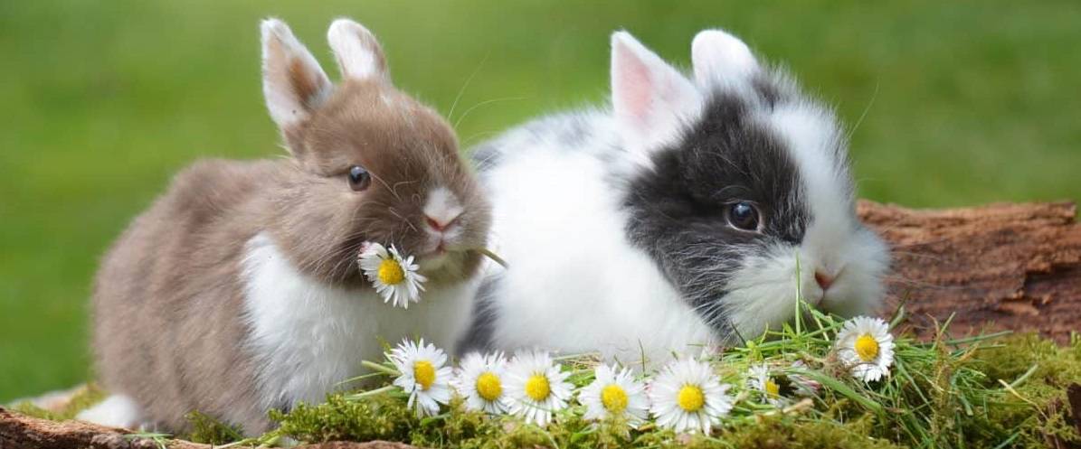 Keeping Pet Rabbits at Home