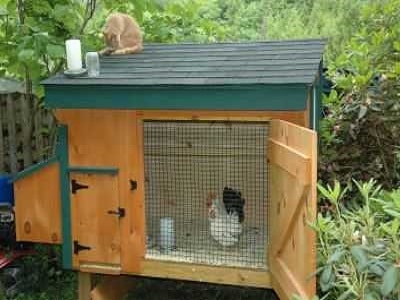 Keeping your Chooks Safe - Brisbane