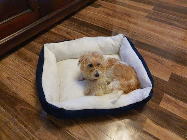 Large Blue Dog Bed