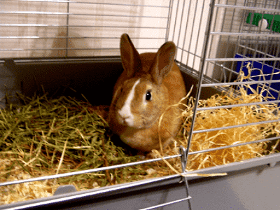 Looking After your Pet Rabbits