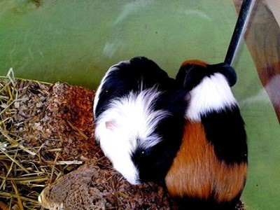 Melbourne Cages - Guinea Pigs