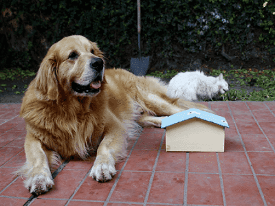 Melbourne Dog Kennels