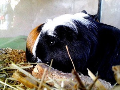 Melbourne Guinea Pigs