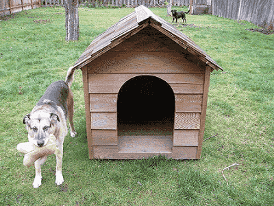 Melbourne Kennels