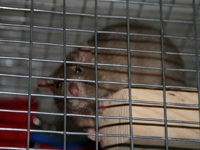 Melbourne Rat Cages