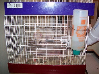 Perfect Cage for your Rats