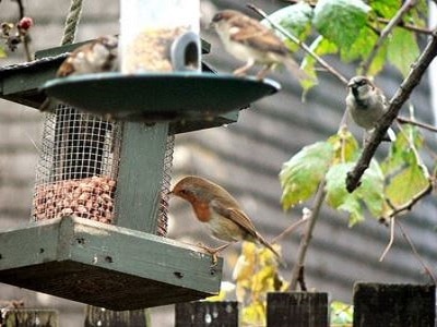 Perth Pet Birds