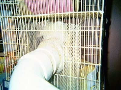 Perth Rat Cages