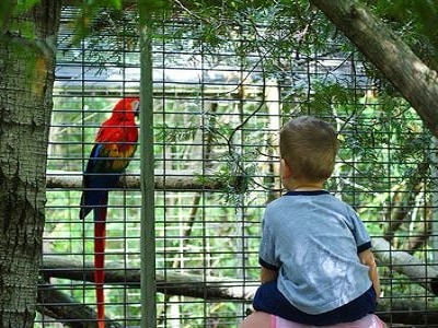 Pet Bird - Brisbane