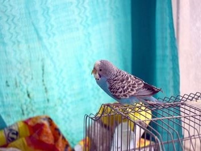 Pet Birds - Brisbane