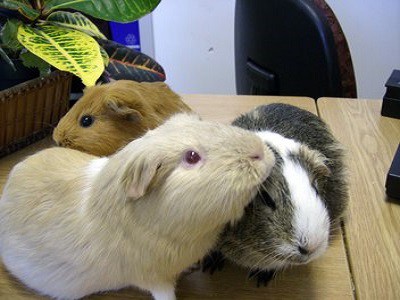 Pet Guinea Pigs in Perth