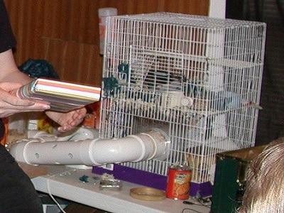 Pet Rat Cages