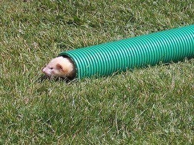 Playful Ferrets - melbourne