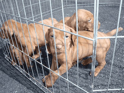 Puppies inside Playpen