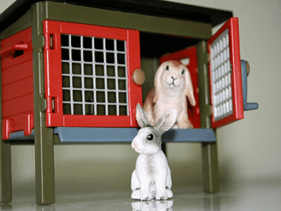Rabbit Enclosures - Adelaide