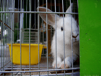 Rabbit Hutch - Adelaide