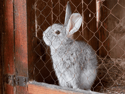 Rabbit Hutch - Adelaide