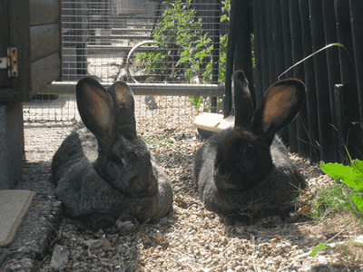 Rabbit Hutch Sydney