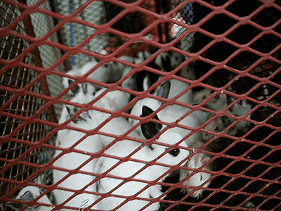 Rabbit Hutches - Perth