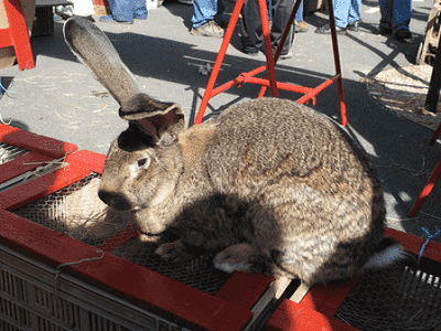 Rabbit Hutches Sydney