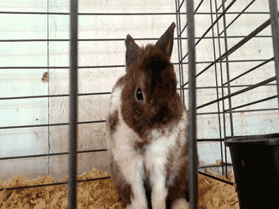 Rabbit Hutches