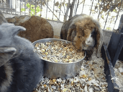 Rabbits Hutches Coops and Cages