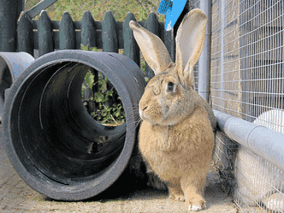 Rabbits - Sydney