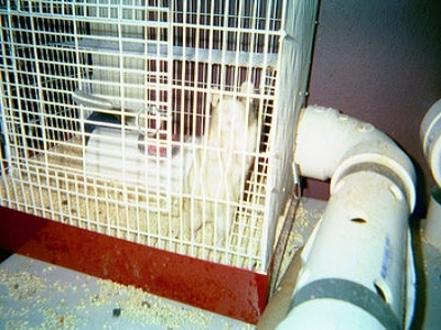 Rat Cage