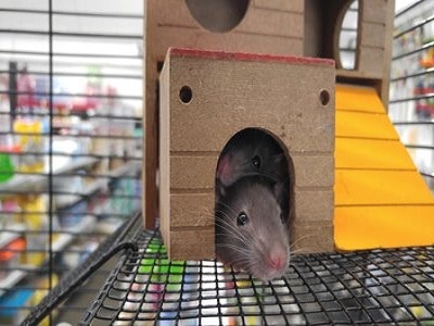 Rat Cages Perth