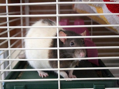 Rat Cages - Sydney Australia