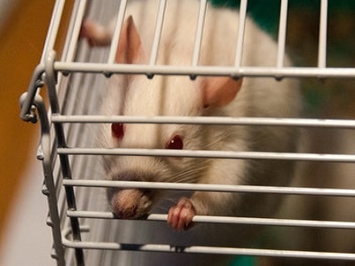 Rat Cages in Perth