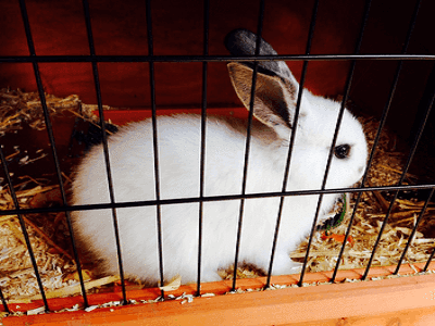 Safe cages for your Rabbits