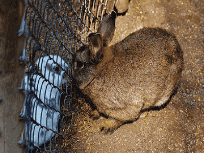 Secure Bunny Cages - Melbourne