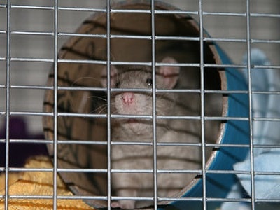 Secure Rat Cages