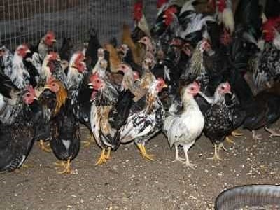 Spacious Chicken Coops in Perth