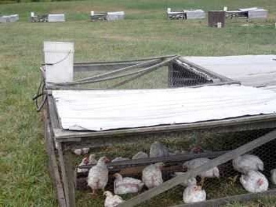 Spacious Chicken Tractors In Backyard