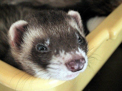 Sydney Ferret Cages